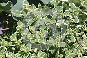 Green and white leaves of Pineapple mint Mentha suaveolens Variegata in garden photo