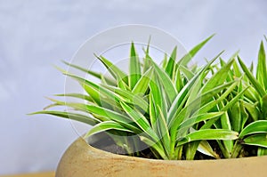 Green and white leaves of spider plant in brown pot