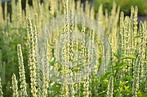 Green white line flower in garden for background textures