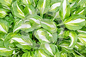 Green and white lush leaf texture background. Hosta plant natural leaves pattern with dew drops.Leaves after rain