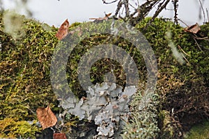 Green and white moss in the natural park Olenyi brooks in the Sverdlovsk region