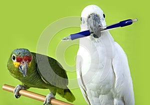 Green and white parrots