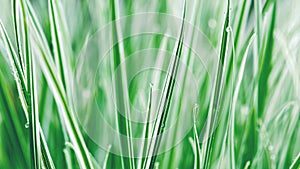 Green white sedge grass Carex Everest background