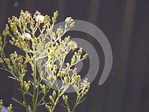 Green and white seedheads in sunlight and soft focus