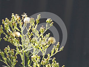 Green and white seedheads in sunlight and soft focus