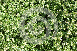 Green and white spring flowers pattern background