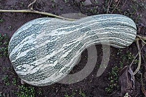 Cushaw Squash