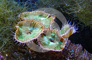 Green White Striped Polyp (Zoanthus sp.), Colorful button corals swaying under the sea water, USA
