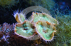 Green White Striped Polyp (Zoanthus sp.), Colorful button corals swaying under the sea water, USA