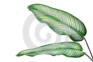 Green with White Stripes Leaves of Calathea majestica Plant Isolated on White Background