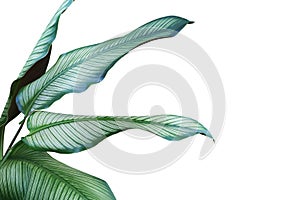 Green with White Stripes Leaves of Calathea majestica Plant Isolated on White Background with Clipping Path