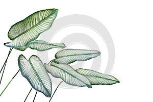 Green with White Stripes Leaves of Calathea majestica Plant Isolated on White Background with Clipping Path