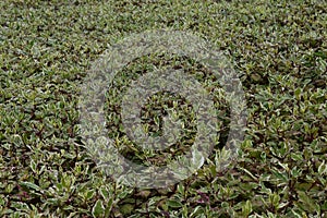 Green and white turf