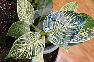 Green and white variegated leaf of Philodendron Birkin photo