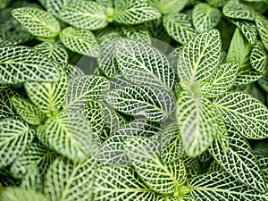 Green with white-veined leaves texture background. Green foliage of the Fittonia nerve plant. Selective focus