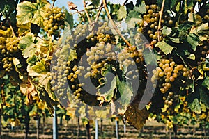 Green White Wine grapes in the vineyards