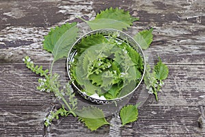 Green Wild Asian herb called Perilla frutescens on a wooden background. It is used in Chinese medicine.