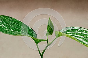 Green Wild betel leaf bush or Piper sarmentosum photo