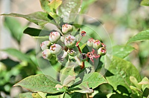 Green wild blueberries
