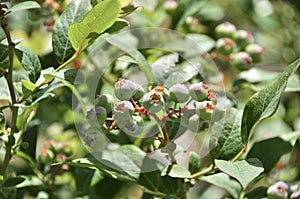 Green wild blueberries