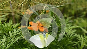 Green wild butterflies perched on orange flowers