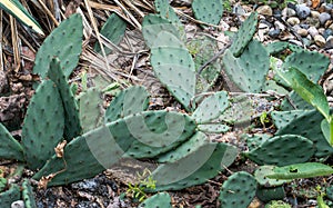 Green wild cactus growing in an arid park