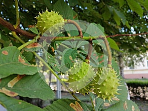 Green wild chestnut fruit on the branch.