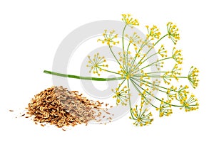 Green wild fennel flowers with dry seeds isolated