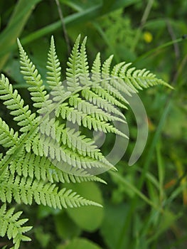 Green wild fern in the field