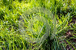 Green wild fresh grass as pattern or background