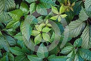 Green wild grape leaves with sunlight and shadow, summer spring foliage background