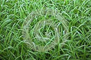 Green wild grass