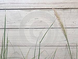 Green wild grass flower and white wood panel wall