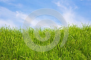 Green wild grass on sky background - Image with copy space
