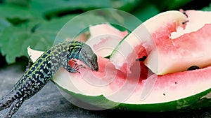 Green wild lizard eating watermelon food waste,reptile animal wildlife,cilento italy