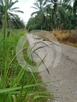 Green wild paspalum dilatatum grass plant.