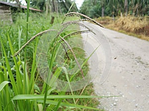 Green wild paspalum dilatatum grass plant.