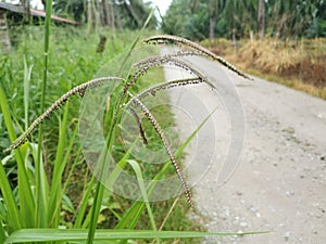 Green wild paspalum dilatatum grass plant.