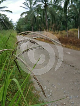 Green wild paspalum dilatatum grass plant.