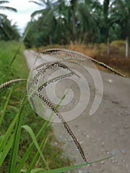 Green wild paspalum dilatatum grass plant.