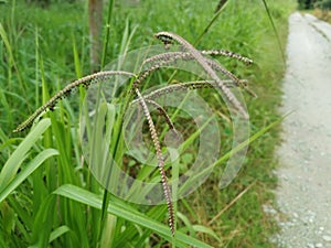 Green wild paspalum dilatatum grass plant.