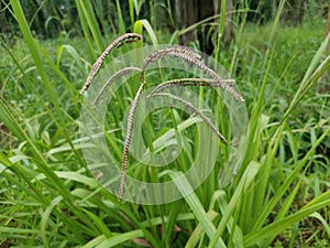 Green wild paspalum dilatatum grass plant.