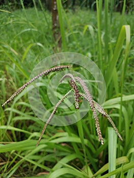 Green wild paspalum dilatatum grass plant.