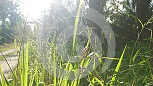 Green wild paspalum dilatatum grass stalk.