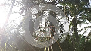 Green wild paspalum dilatatum grass stalk.