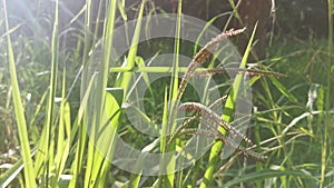 Green wild paspalum dilatatum grass stalk.