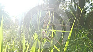 Green wild paspalum dilatatum grass stalk.