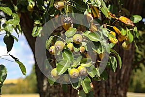 Green wild pears ripen on a tree by the road