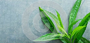 Green Wild Plants with Long Narrow Leaves on Grey Concrete Stone Cement Metal Background. Spring Summer Gardening Wellness