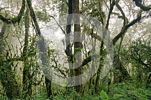 Green wild rain forest in central Africa, Tanzania - flora and fog in the woods - Kilimanjaro national park